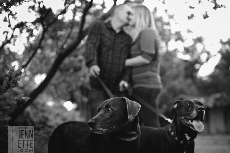 engagement photos dogs austin