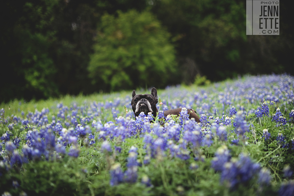 bluebonnet engagement photography - http://www.photojennette.com/laura-josh